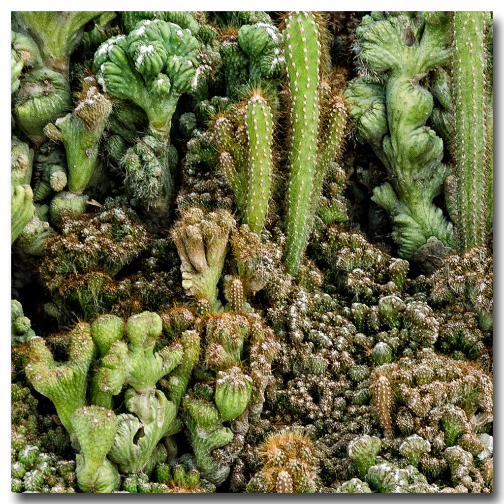 cactus-ype.jpg