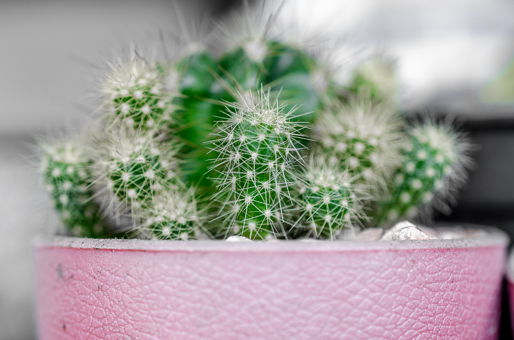 cactus1-1.jpg