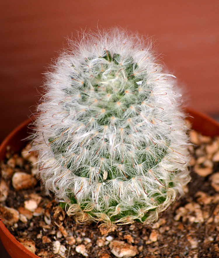 Cactus12Jan2014.jpg