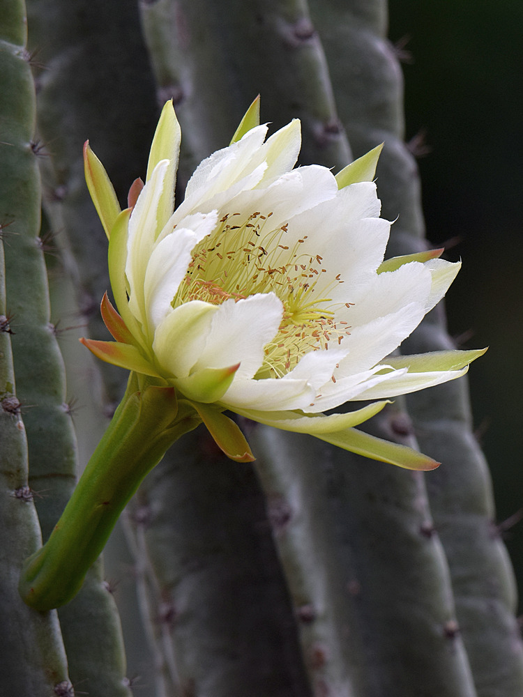 Cactus2.jpg