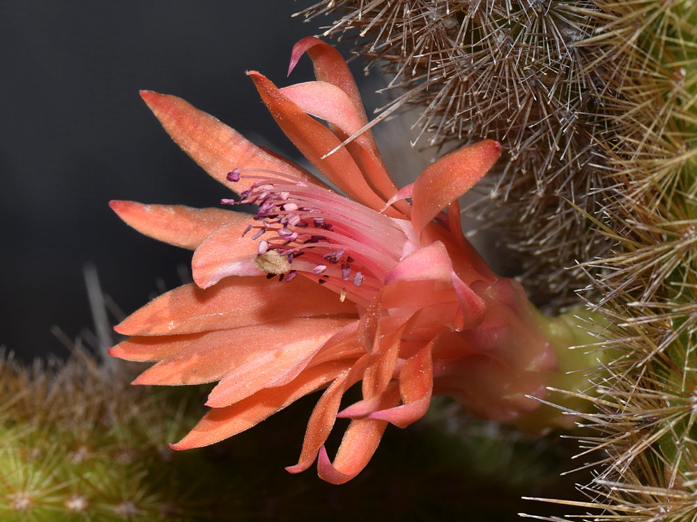 Cactus2.jpg