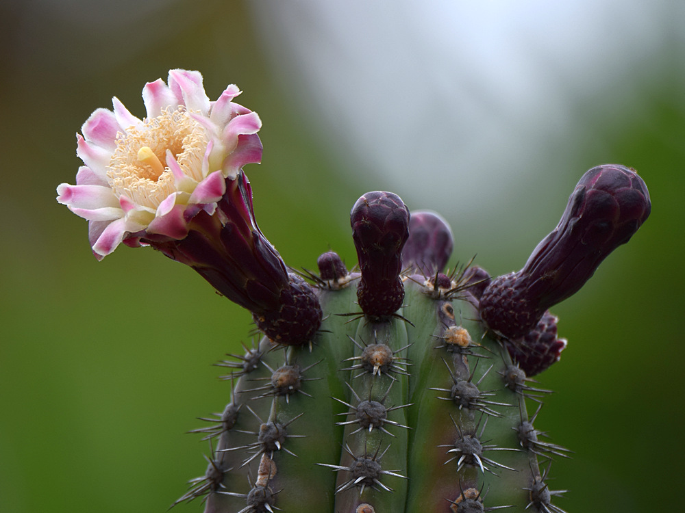Cactus2.jpg