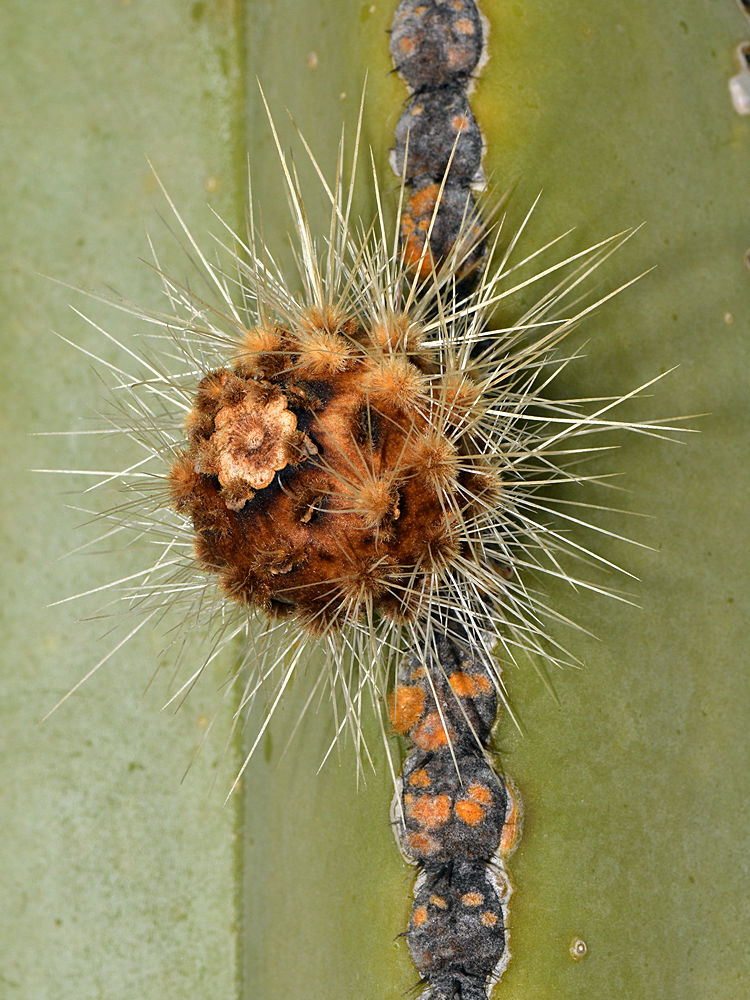 Cactus2.jpg