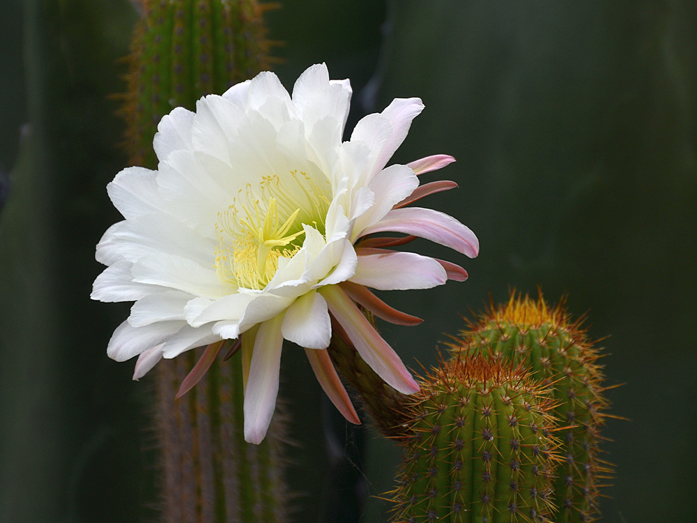 Cactus2.jpg