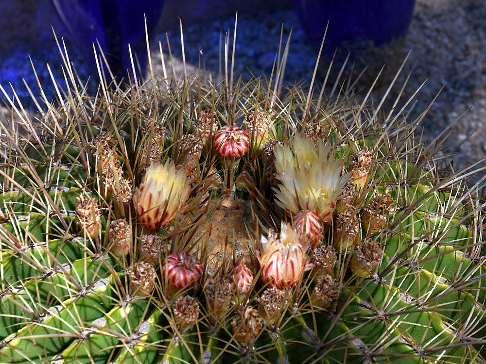 Cactus2.jpg