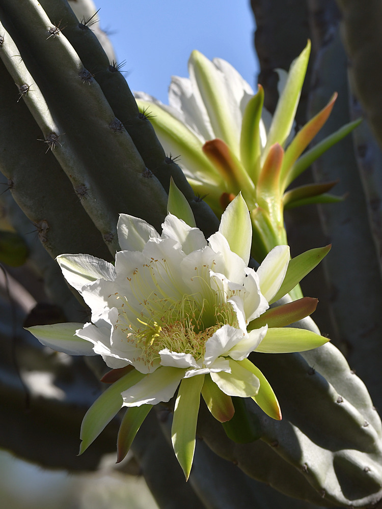 Cactus2.jpg