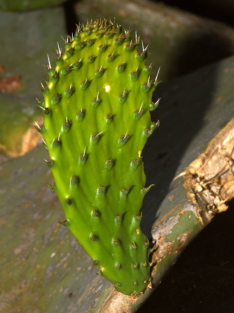 Cactus2.jpg