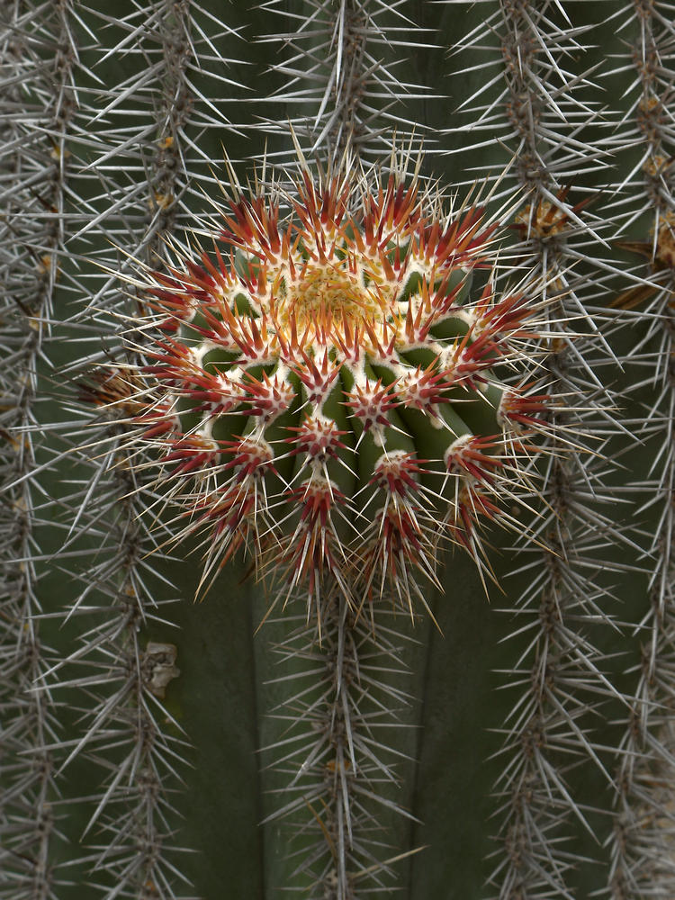 Cactus2.jpg