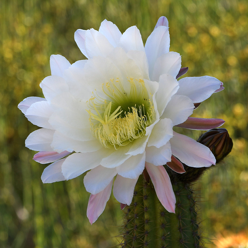 Cactus2.jpg