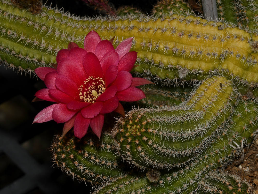 Cactus2.jpg