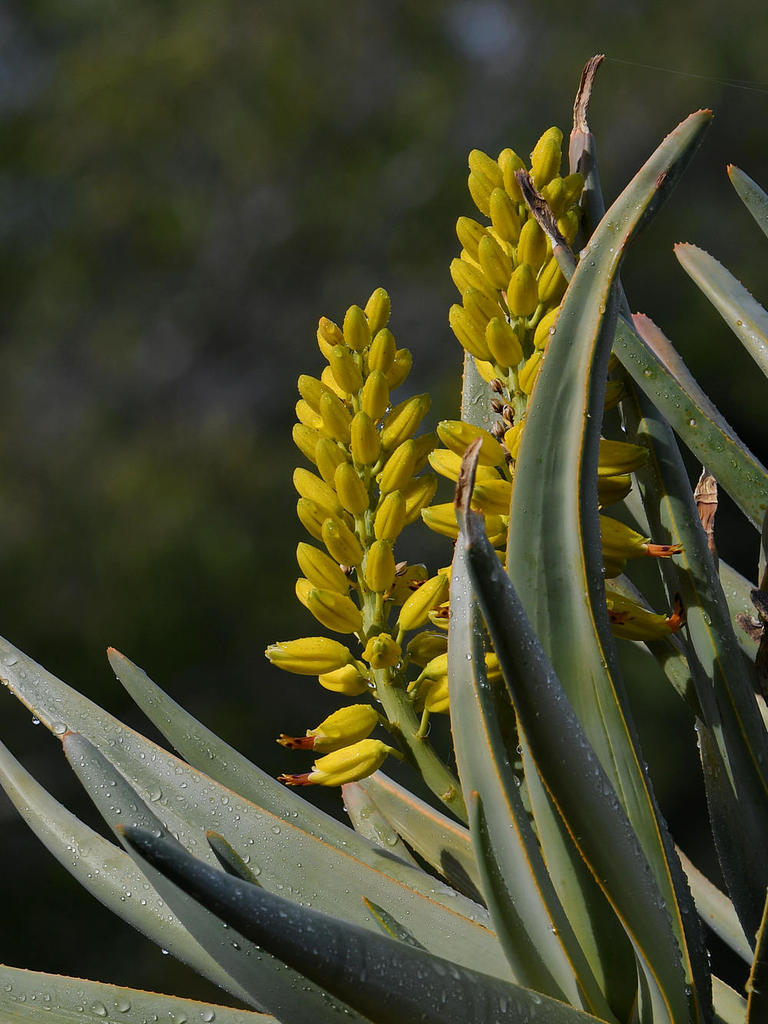 Cactus2.jpg