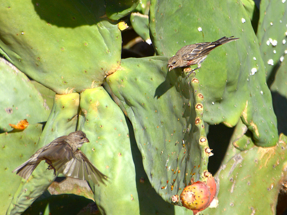 Cactus3.jpg