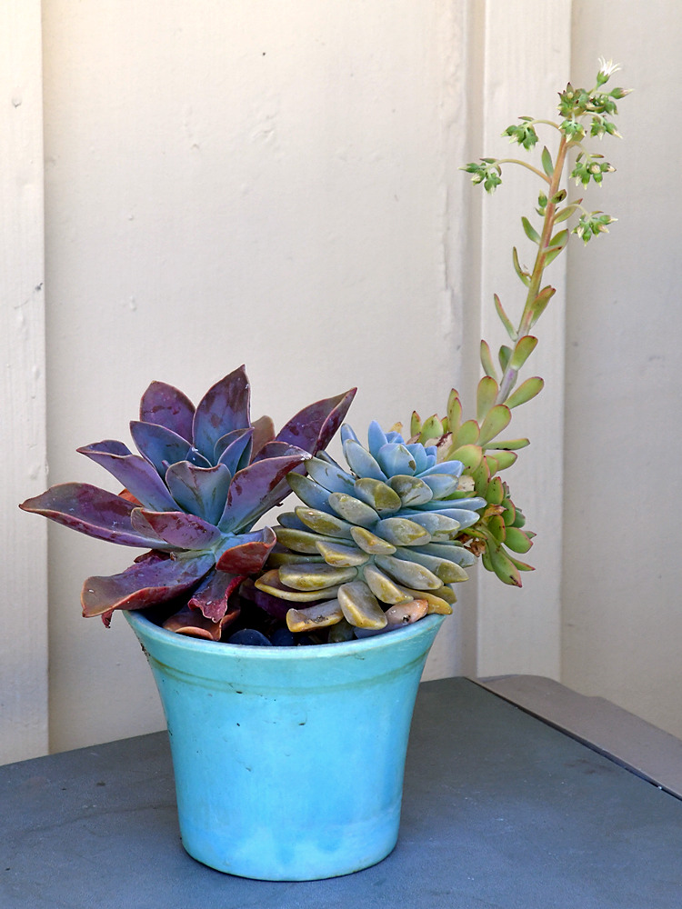 Cactus3.jpg