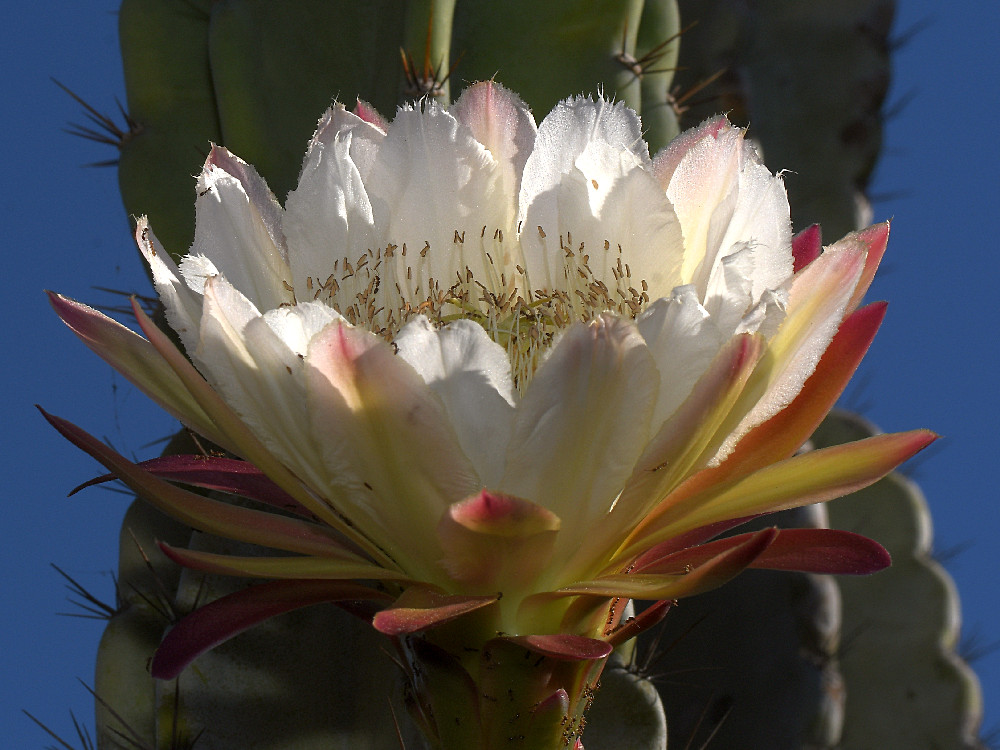 Cactus3.jpg