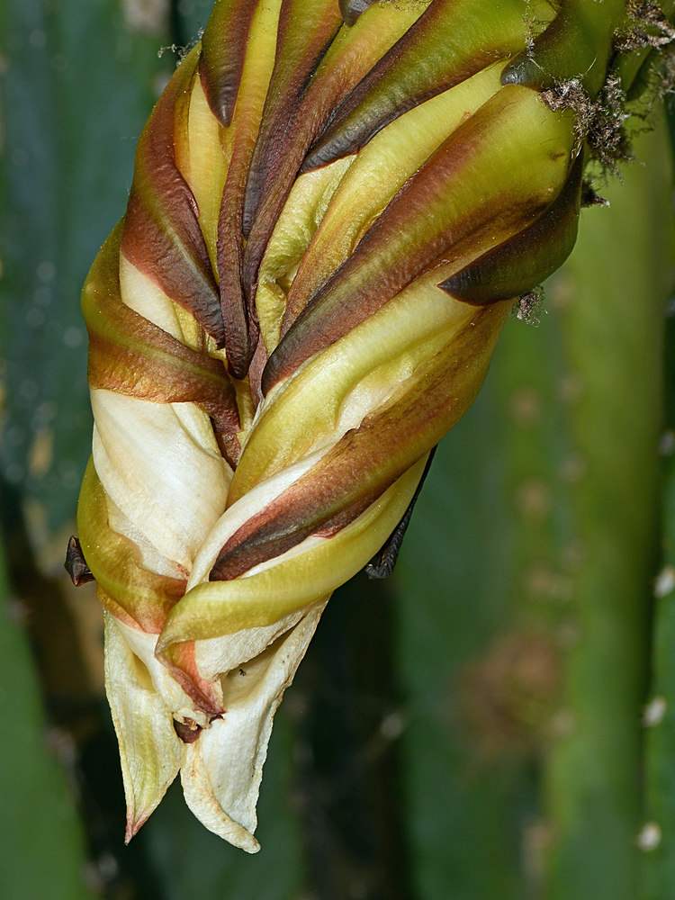 Cactus5.jpg