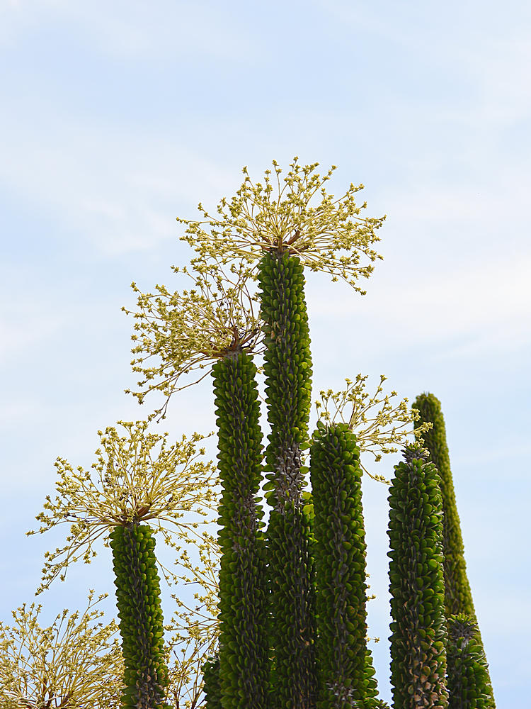 CactusBloom.jpg