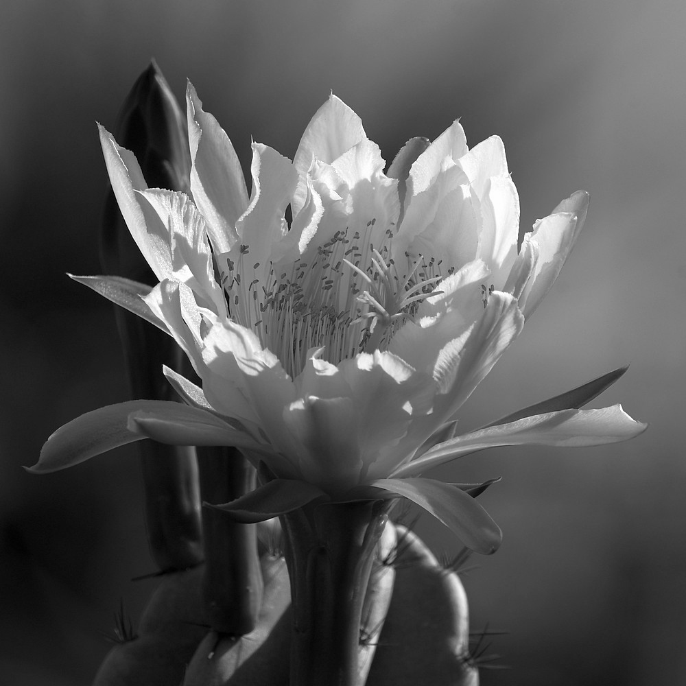 CactusBW.jpg