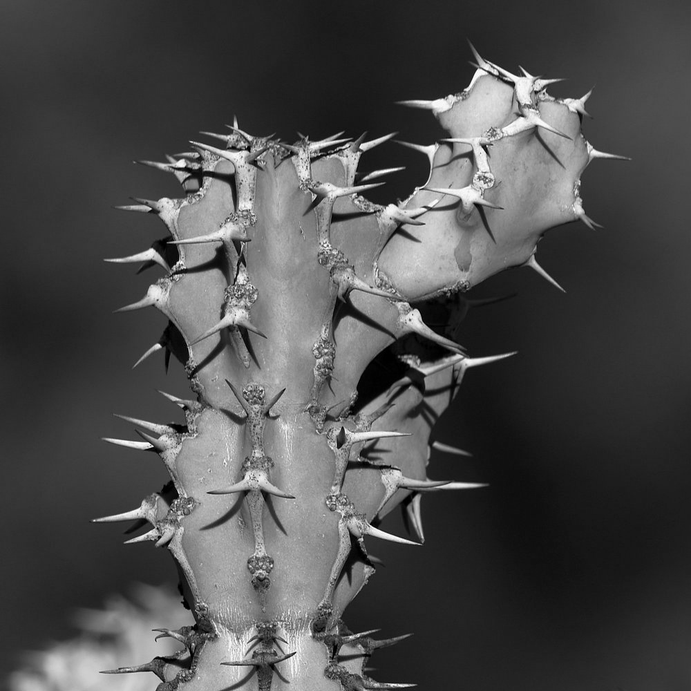 CactusBW.jpg