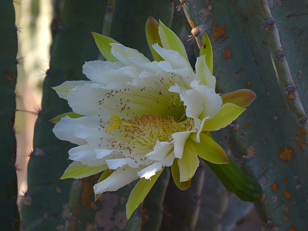 CactusFlower.jpg