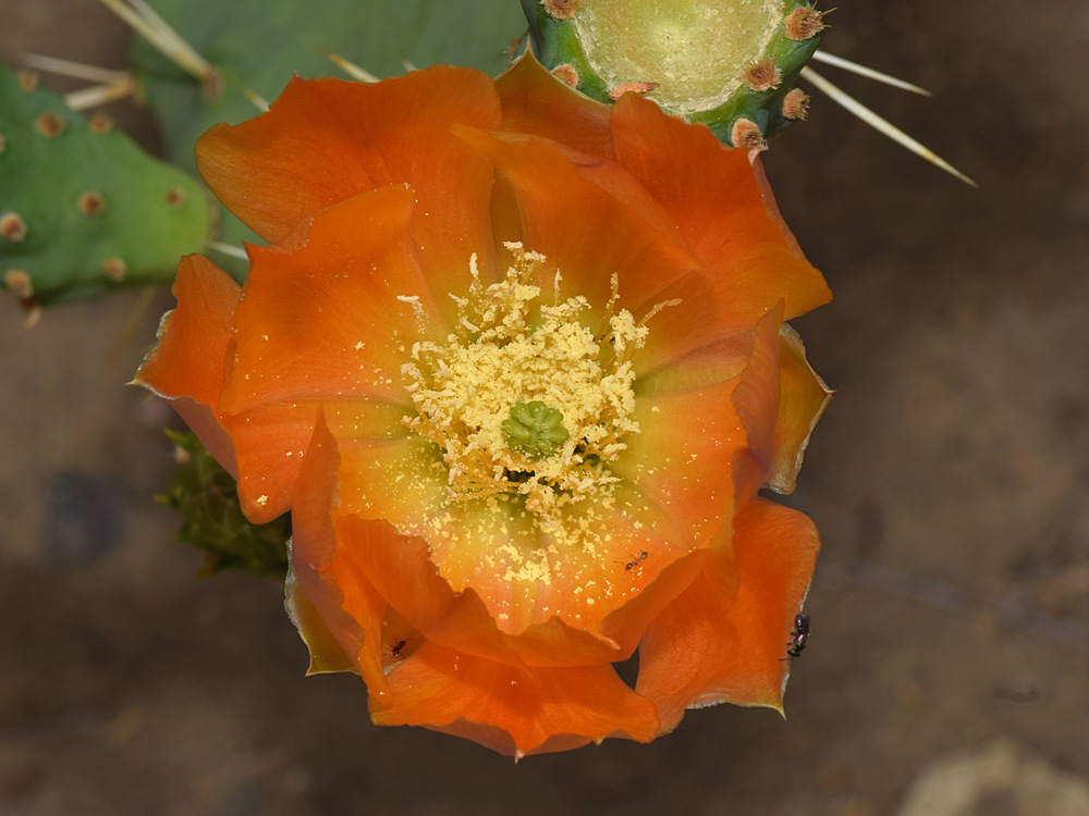 CactusFlower.jpg