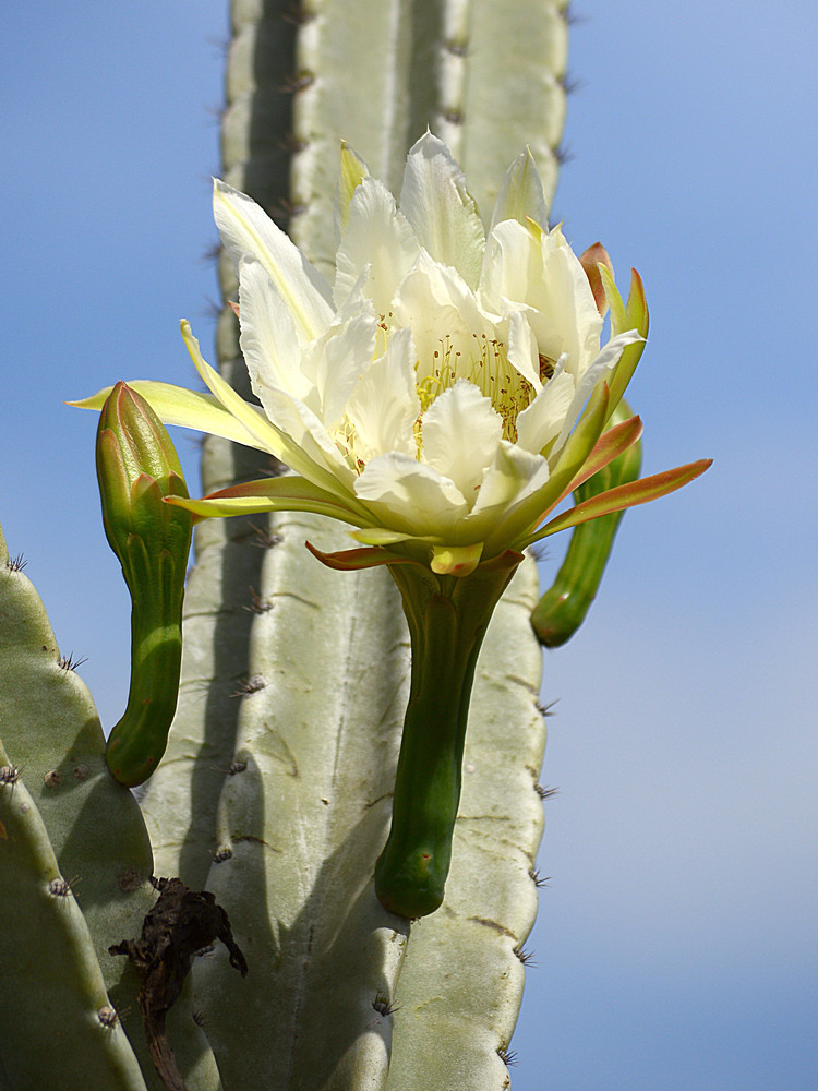 CactusFlower.jpg