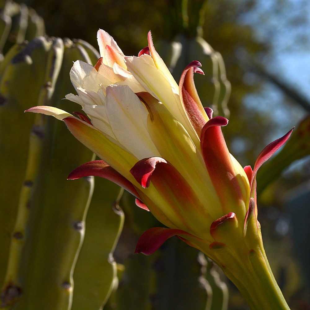 CactusFlower2.jpg