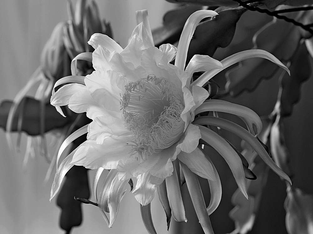 CactusFlower2.jpg