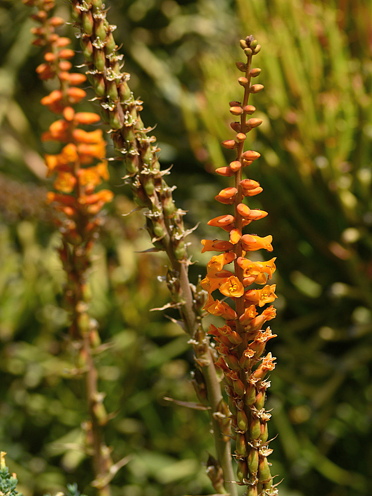 CactusFlower2.jpg