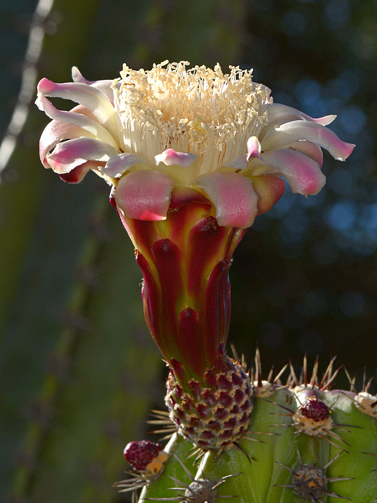 CactusFlower3.jpg