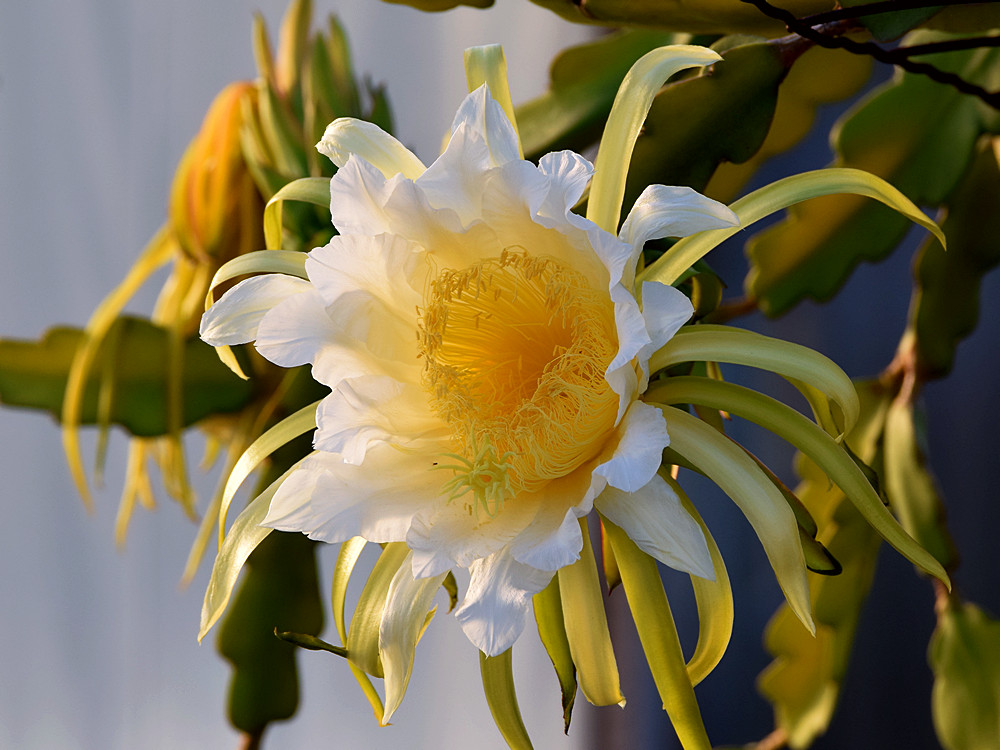 CactusFlower3.jpg