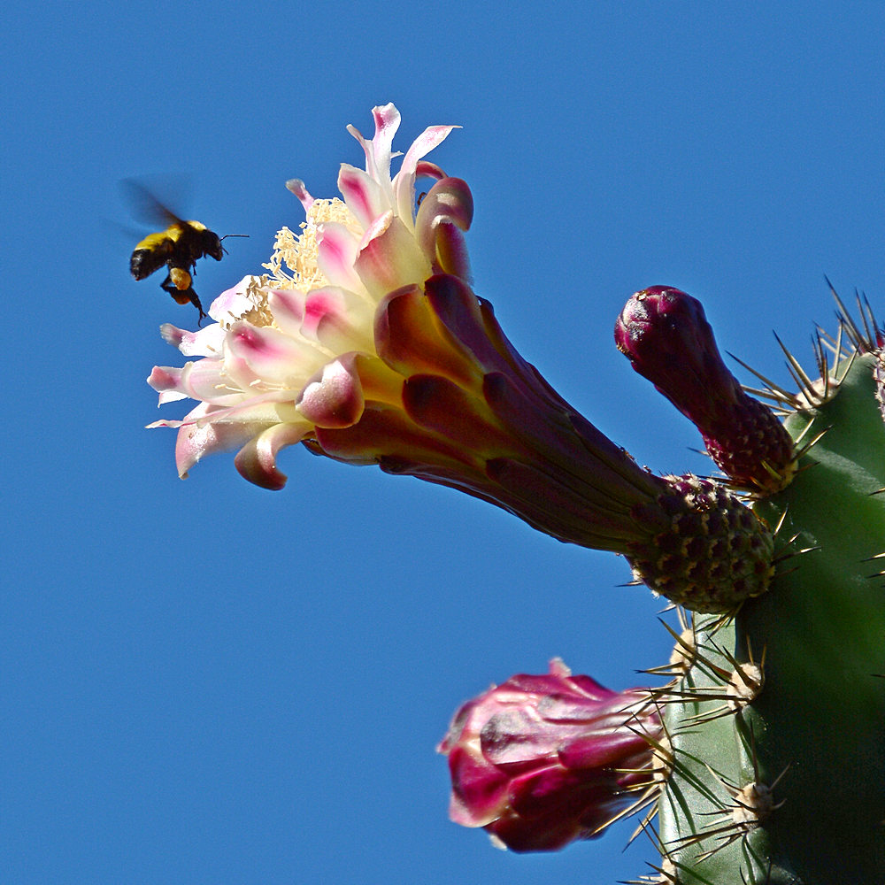 CactusFlower4.jpg