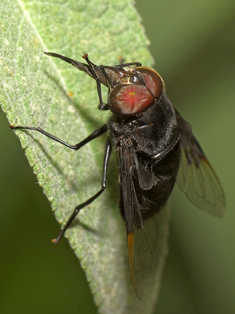 CactusFly6.jpg