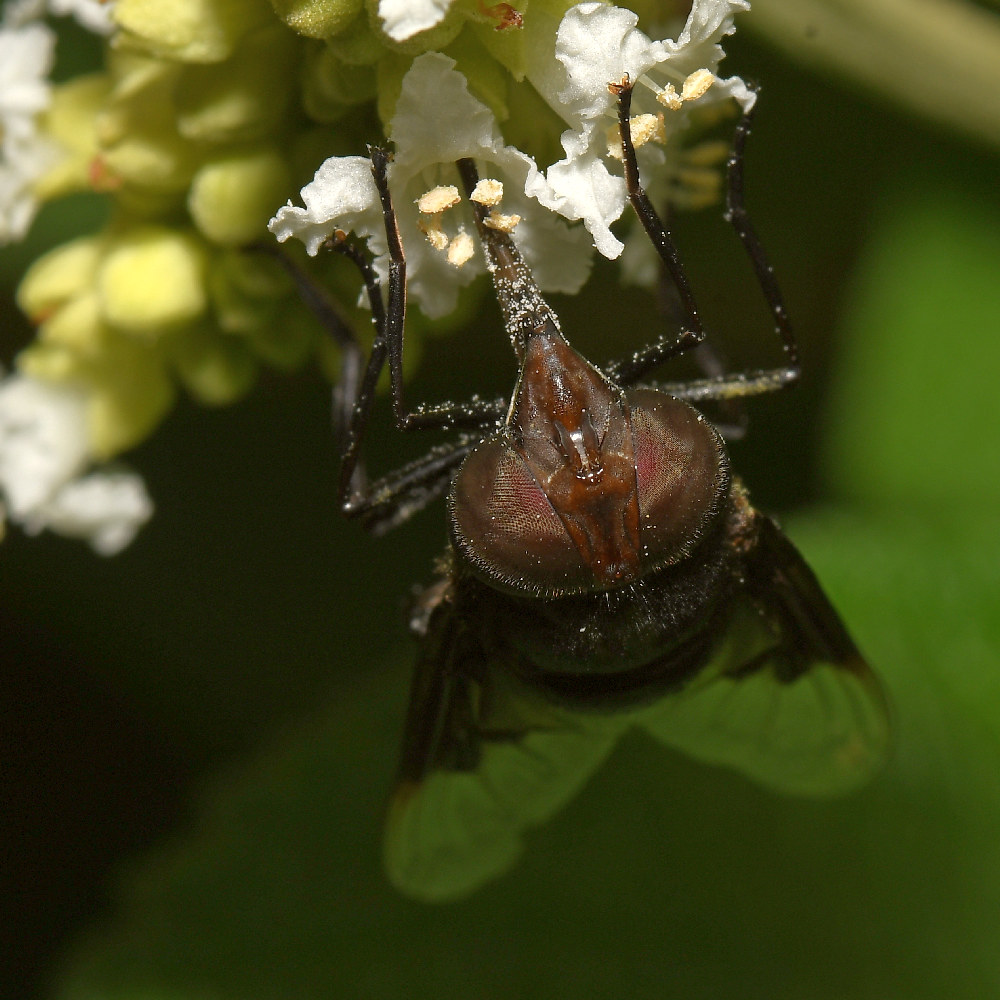 CactusFly7.jpg