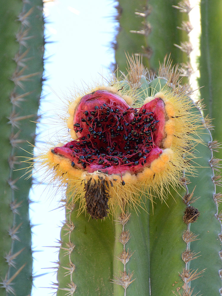 CactusFruit.jpg