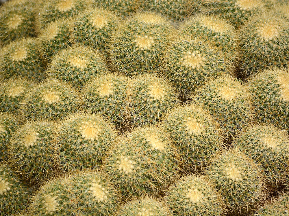 CactusNeedles.jpg
