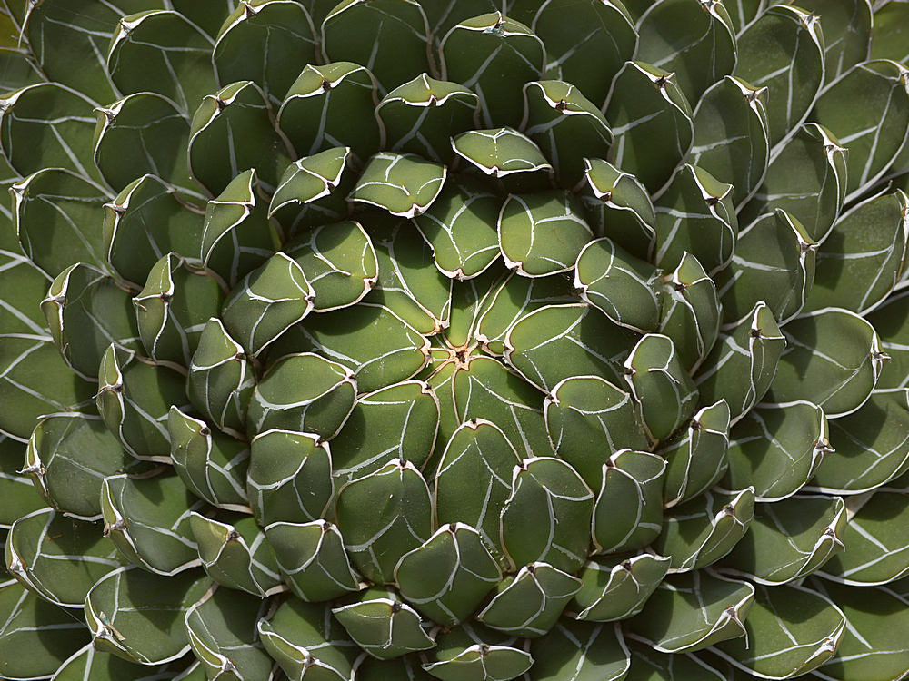 CactusNoNeedles.jpg
