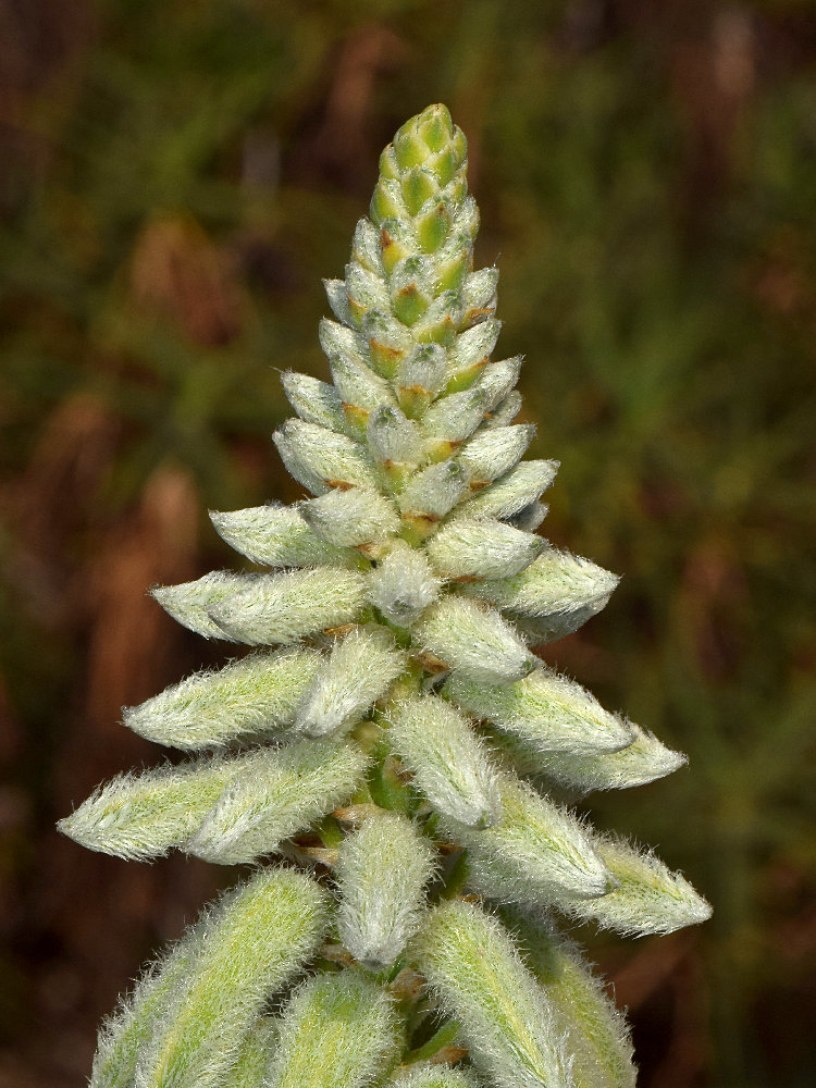 CactusSpike.jpg