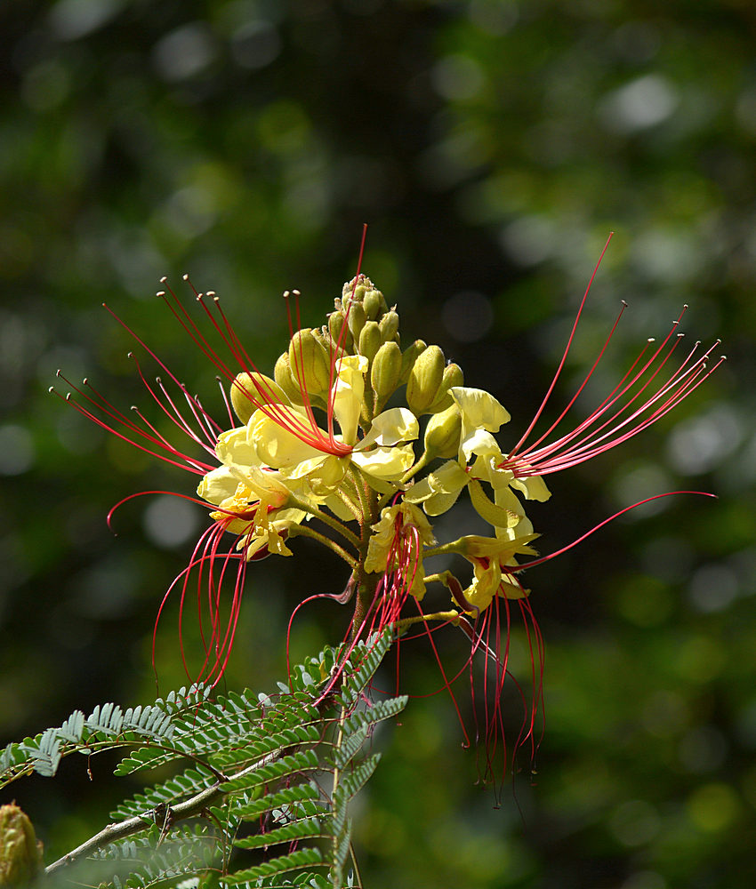 Caesalpinia.jpg