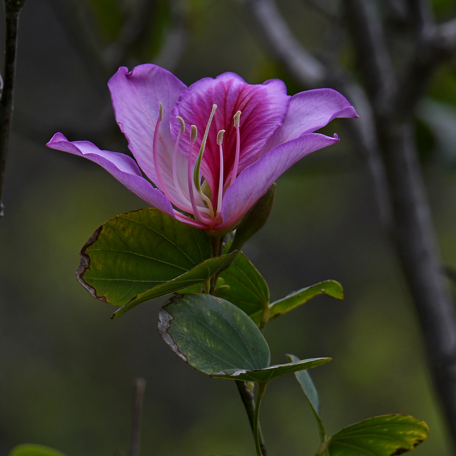 Caesalpinia3.jpg