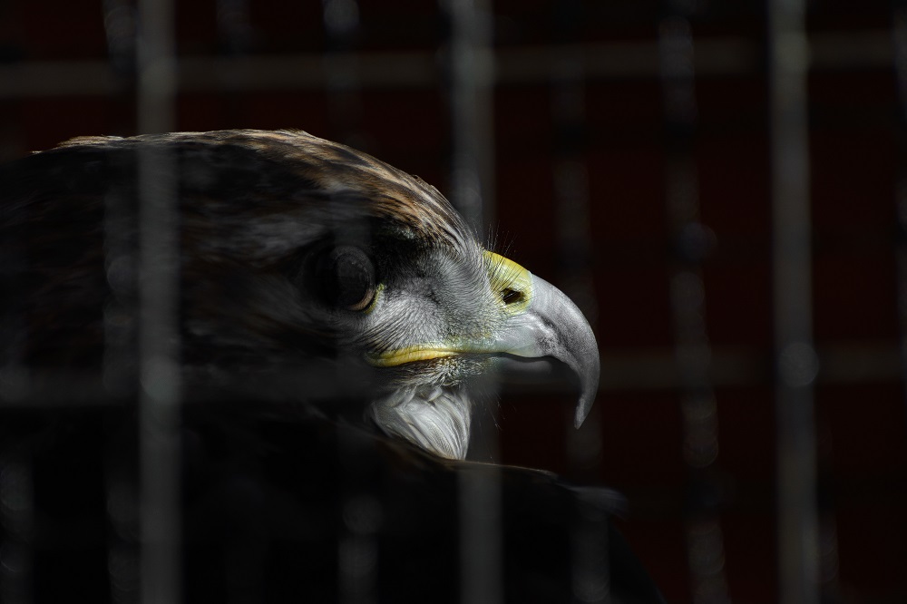 caged--2.jpg