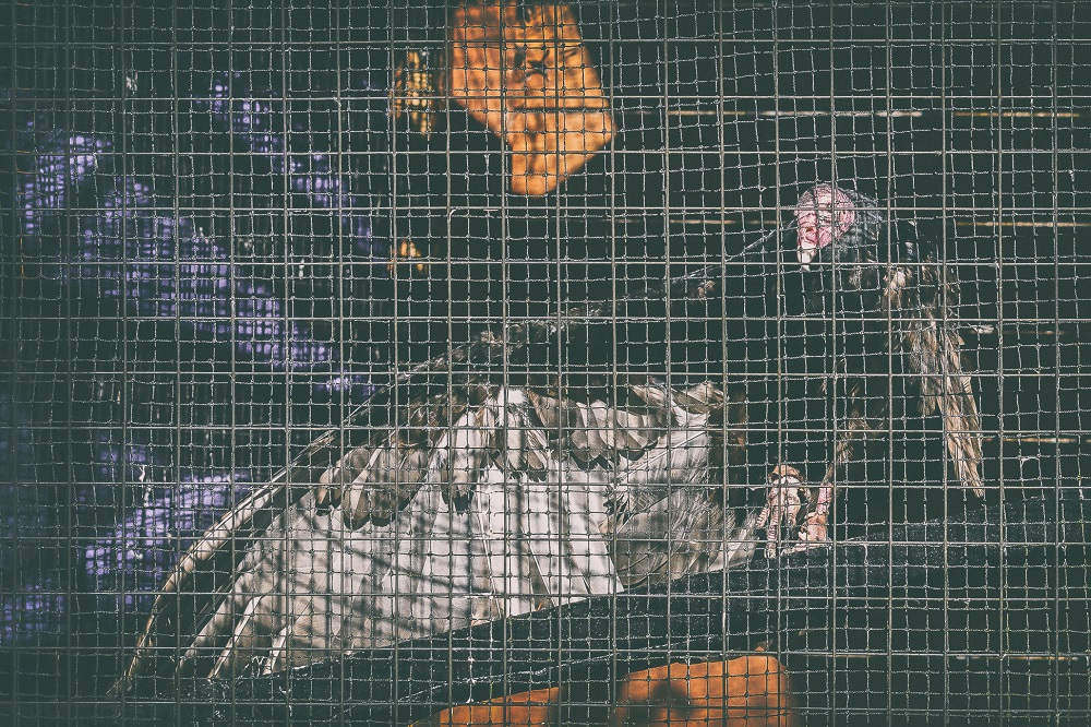 caged--3.jpg