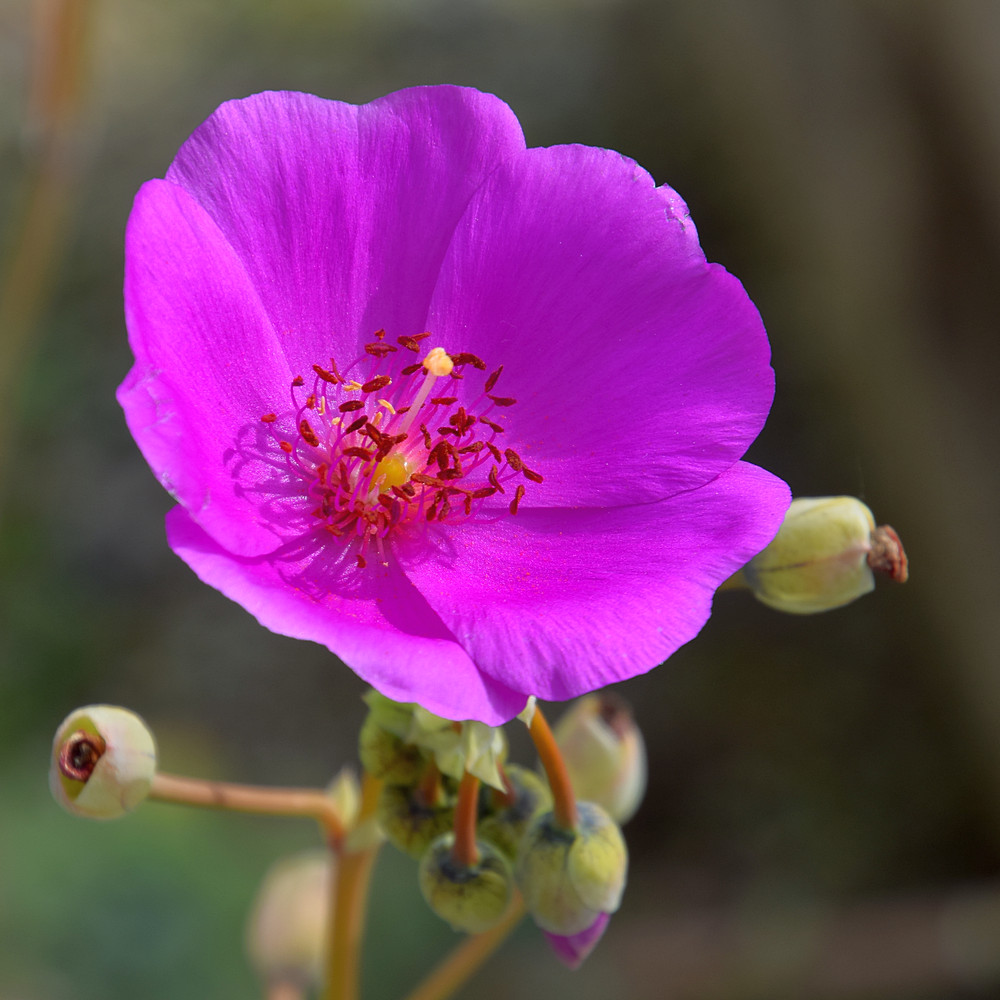 Calandrinia.jpg