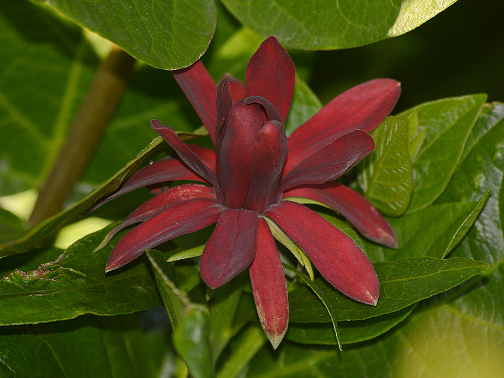 Caleanthus.jpg