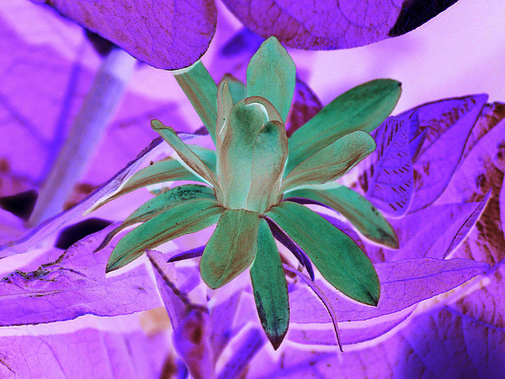 Caleanthus.jpg