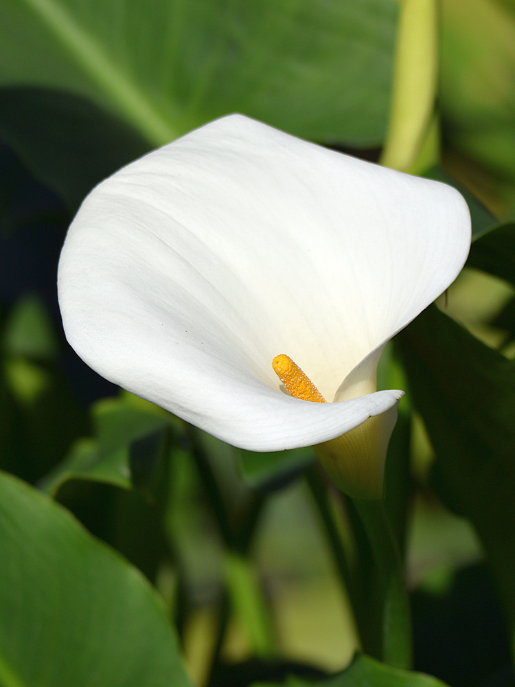 Calla.jpg
