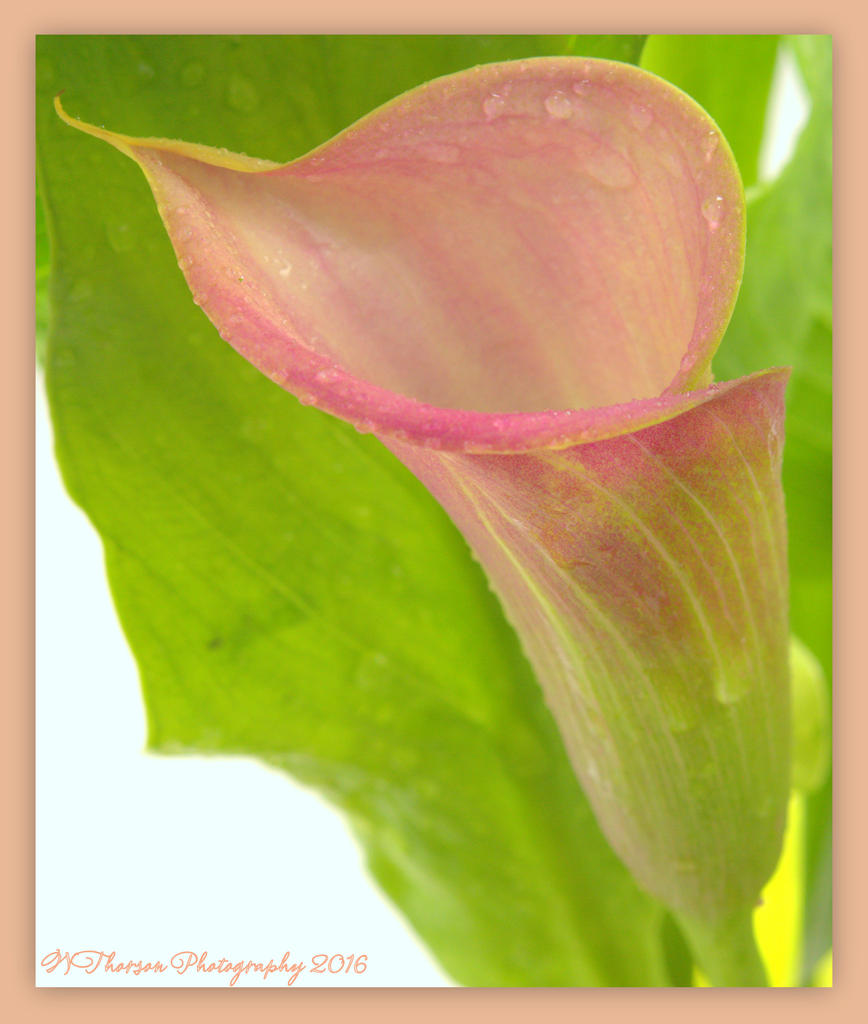 Calla Lilly  4-27-2016.jpg