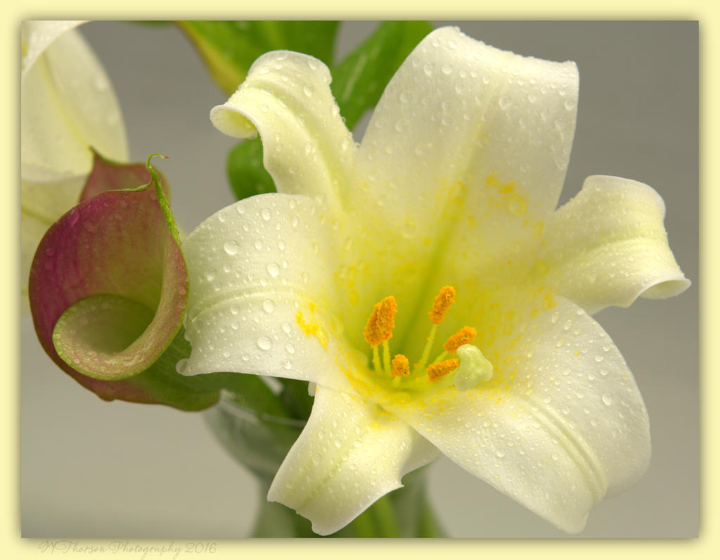 Calla Lilly and Easter Lilly 3-31-2016.jpg