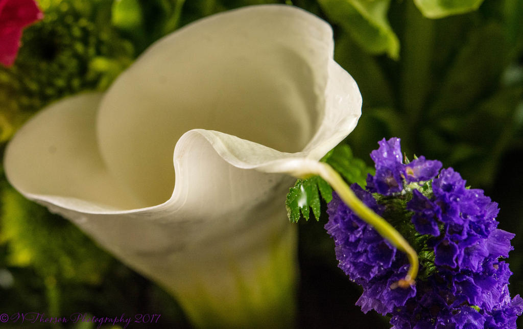 Calla Lily #1 7-21-2017-10.jpg