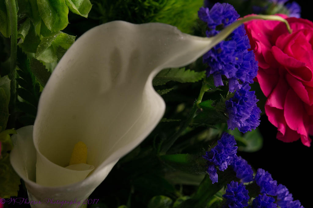 Calla Lily #1 7-21-2017-2.jpg