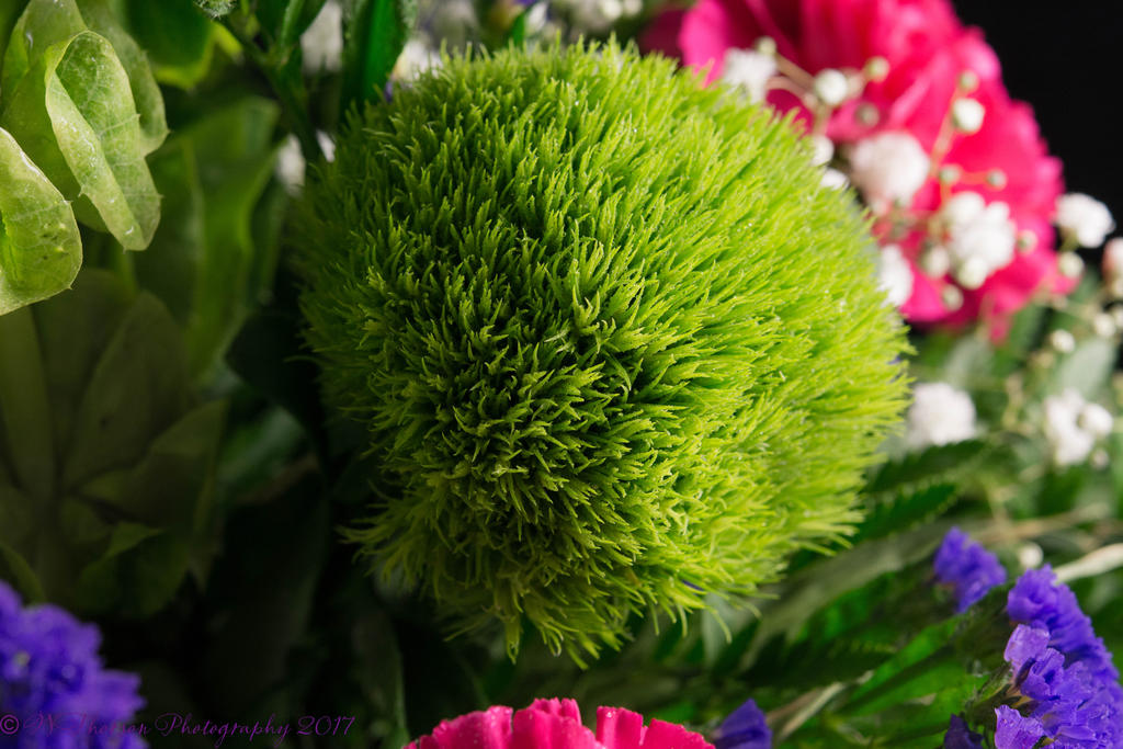 Calla Lily #1 7-21-2017-6.jpg